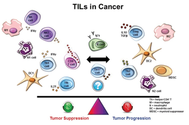 TILs-in-Cancer